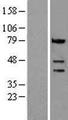 CASP4 / Caspase 4 Protein - Western validation with an anti-DDK antibody * L: Control HEK293 lysate R: Over-expression lysate