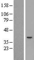 CASP4 / Caspase 4 Protein - Western validation with an anti-DDK antibody * L: Control HEK293 lysate R: Over-expression lysate
