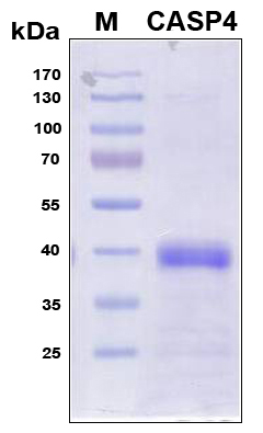 CASP4 / Caspase 4 Protein - SDS-PAGE under reducing conditions and visualized by Coomassie blue staining