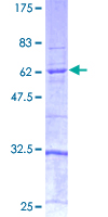 CASP4 / Caspase 4 Protein - 12.5% SDS-PAGE of human CASP4 stained with Coomassie Blue