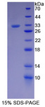 CASP4 / Caspase 4 Protein - Recombinant  Caspase 11 By SDS-PAGE