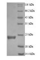 CASP5 / Caspase 5 Protein - (Tris-Glycine gel) Discontinuous SDS-PAGE (reduced) with 5% enrichment gel and 15% separation gel.