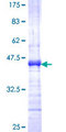 CASP5 / Caspase 5 Protein - 12.5% SDS-PAGE Stained with Coomassie Blue.