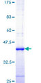 CASP6 / Caspase 6 Protein - 12.5% SDS-PAGE Stained with Coomassie Blue.