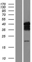 CASP7 / Caspase 7 Protein - Western validation with an anti-DDK antibody * L: Control HEK293 lysate R: Over-expression lysate
