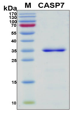 CASP7 / Caspase 7 Protein - SDS-PAGE under reducing conditions and visualized by Coomassie blue staining