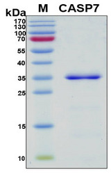 CASP7 / Caspase 7 Protein - SDS-PAGE under reducing conditions and visualized by Coomassie blue staining