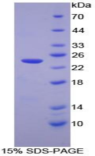 CASP7 / Caspase 7 Protein - Recombinant Caspase 7 By SDS-PAGE