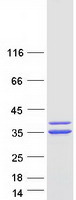 CASP7 / Caspase 7 Protein - Purified recombinant protein CASP7 was analyzed by SDS-PAGE gel and Coomassie Blue Staining