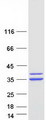 CASP7 / Caspase 7 Protein - Purified recombinant protein CASP7 was analyzed by SDS-PAGE gel and Coomassie Blue Staining