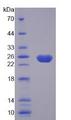 CASP8 / Caspase 8 Protein - Recombinant Caspase 8 By SDS-PAGE