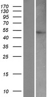 CASP9 / Caspase 9 Protein - Western validation with an anti-DDK antibody * L: Control HEK293 lysate R: Over-expression lysate