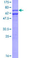 CASP9 / Caspase 9 Protein - 12.5% SDS-PAGE of human CASP9 stained with Coomassie Blue
