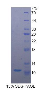 CASP9 / Caspase 9 Protein - Recombinant Caspase 9 By SDS-PAGE