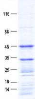 CASP9 / Caspase 9 Protein