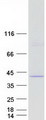 CASP9 / Caspase 9 Protein - Purified recombinant protein CASP9 was analyzed by SDS-PAGE gel and Coomassie Blue Staining