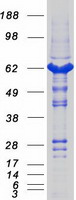 CASQ1 / Calsequestrin 1 Protein - Purified recombinant protein CASQ1 was analyzed by SDS-PAGE gel and Coomassie Blue Staining