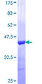 CASQ2 / Calsequestrin 2 Protein - 12.5% SDS-PAGE Stained with Coomassie Blue