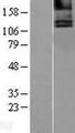 CASR/Calcium Sensing Receptor Protein - Western validation with an anti-DDK antibody * L: Control HEK293 lysate R: Over-expression lysate