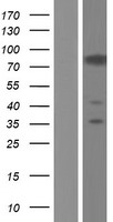 CASS4 Protein - Western validation with an anti-DDK antibody * L: Control HEK293 lysate R: Over-expression lysate
