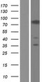 CASS4 Protein - Western validation with an anti-DDK antibody * L: Control HEK293 lysate R: Over-expression lysate