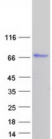 CAST / Calpastatin Protein - Purified recombinant protein CAST was analyzed by SDS-PAGE gel and Coomassie Blue Staining