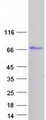 CAST / Calpastatin Protein - Purified recombinant protein CAST was analyzed by SDS-PAGE gel and Coomassie Blue Staining