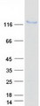 CAST / Calpastatin Protein - Purified recombinant protein CAST was analyzed by SDS-PAGE gel and Coomassie Blue Staining