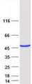 CATIP / C2orf62 Protein - Purified recombinant protein CATIP was analyzed by SDS-PAGE gel and Coomassie Blue Staining