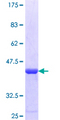 CATSPER1 / CATSPER Protein - 12.5% SDS-PAGE Stained with Coomassie Blue.