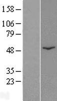 CATSPER2 Protein - Western validation with an anti-DDK antibody * L: Control HEK293 lysate R: Over-expression lysate