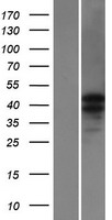 CATSPER3 Protein - Western validation with an anti-DDK antibody * L: Control HEK293 lysate R: Over-expression lysate
