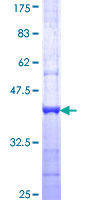 CATSPER3 Protein - 12.5% SDS-PAGE Stained with Coomassie Blue.