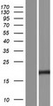 CAV1 / Caveolin 1 Protein - Western validation with an anti-DDK antibody * L: Control HEK293 lysate R: Over-expression lysate