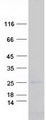 CAV3 / Caveolin 3 Protein - Purified recombinant protein CAV3 was analyzed by SDS-PAGE gel and Coomassie Blue Staining
