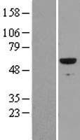 CBFA1 / RUNX2 Protein - Western validation with an anti-DDK antibody * L: Control HEK293 lysate R: Over-expression lysate