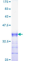 CBFA1 / RUNX2 Protein - 12.5% SDS-PAGE Stained with Coomassie Blue.