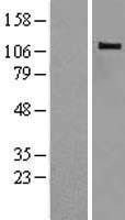 CBLB Protein - Western validation with an anti-DDK antibody * L: Control HEK293 lysate R: Over-expression lysate