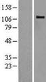 CBLB Protein - Western validation with an anti-DDK antibody * L: Control HEK293 lysate R: Over-expression lysate
