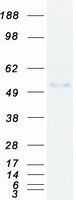 CBLC Protein - Purified recombinant protein CBLC was analyzed by SDS-PAGE gel and Coomassie Blue Staining