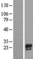 CBLN1 / Cerebellin 1 Protein - Western validation with an anti-DDK antibody * L: Control HEK293 lysate R: Over-expression lysate