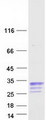 CBLN1 / Cerebellin 1 Protein - Purified recombinant protein CBLN1 was analyzed by SDS-PAGE gel and Coomassie Blue Staining