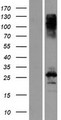 CBLN3 / Cerebellin 3 Protein - Western validation with an anti-DDK antibody * L: Control HEK293 lysate R: Over-expression lysate
