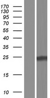 CBLN4 / Cerebellin 4 Protein - Western validation with an anti-DDK antibody * L: Control HEK293 lysate R: Over-expression lysate
