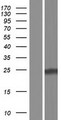 CBLN4 / Cerebellin 4 Protein - Western validation with an anti-DDK antibody * L: Control HEK293 lysate R: Over-expression lysate