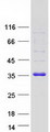 CBR / CBR1 Protein - Purified recombinant protein CBR1 was analyzed by SDS-PAGE gel and Coomassie Blue Staining