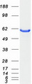 CBS Protein - Purified recombinant protein CBS was analyzed by SDS-PAGE gel and Coomassie Blue Staining