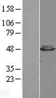 CBWD1 Protein - Western validation with an anti-DDK antibody * L: Control HEK293 lysate R: Over-expression lysate