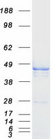 CBWD1 Protein - Purified recombinant protein CBWD1 was analyzed by SDS-PAGE gel and Coomassie Blue Staining