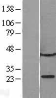 CBX1 / HP1 Beta Protein - Western validation with an anti-DDK antibody * L: Control HEK293 lysate R: Over-expression lysate